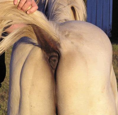 HorsesAss.jpg