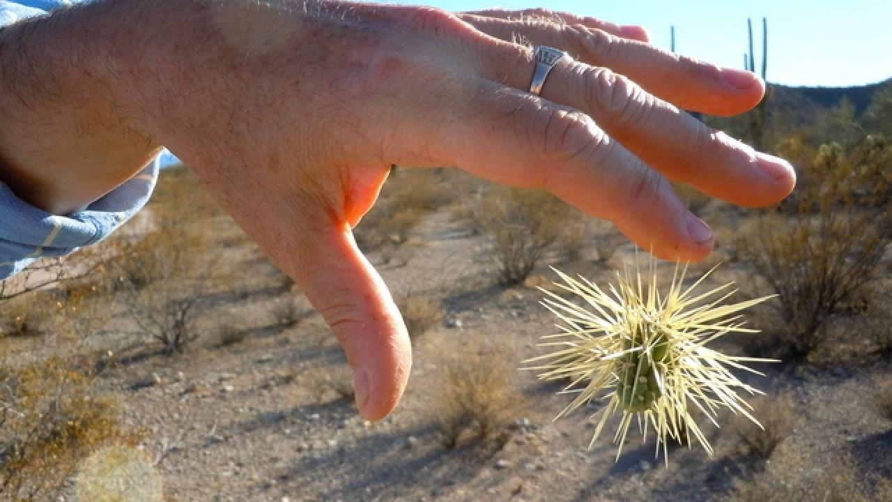Jumping cholla's.jpg