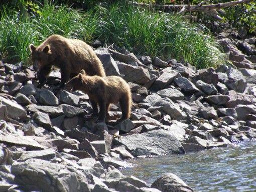 Katmai NP 22Aug06 012rs.jpg