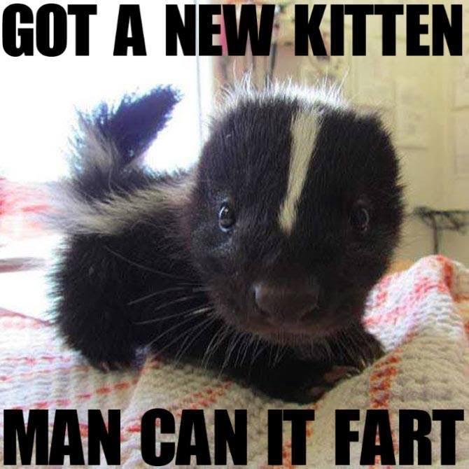 kitty.jpg
