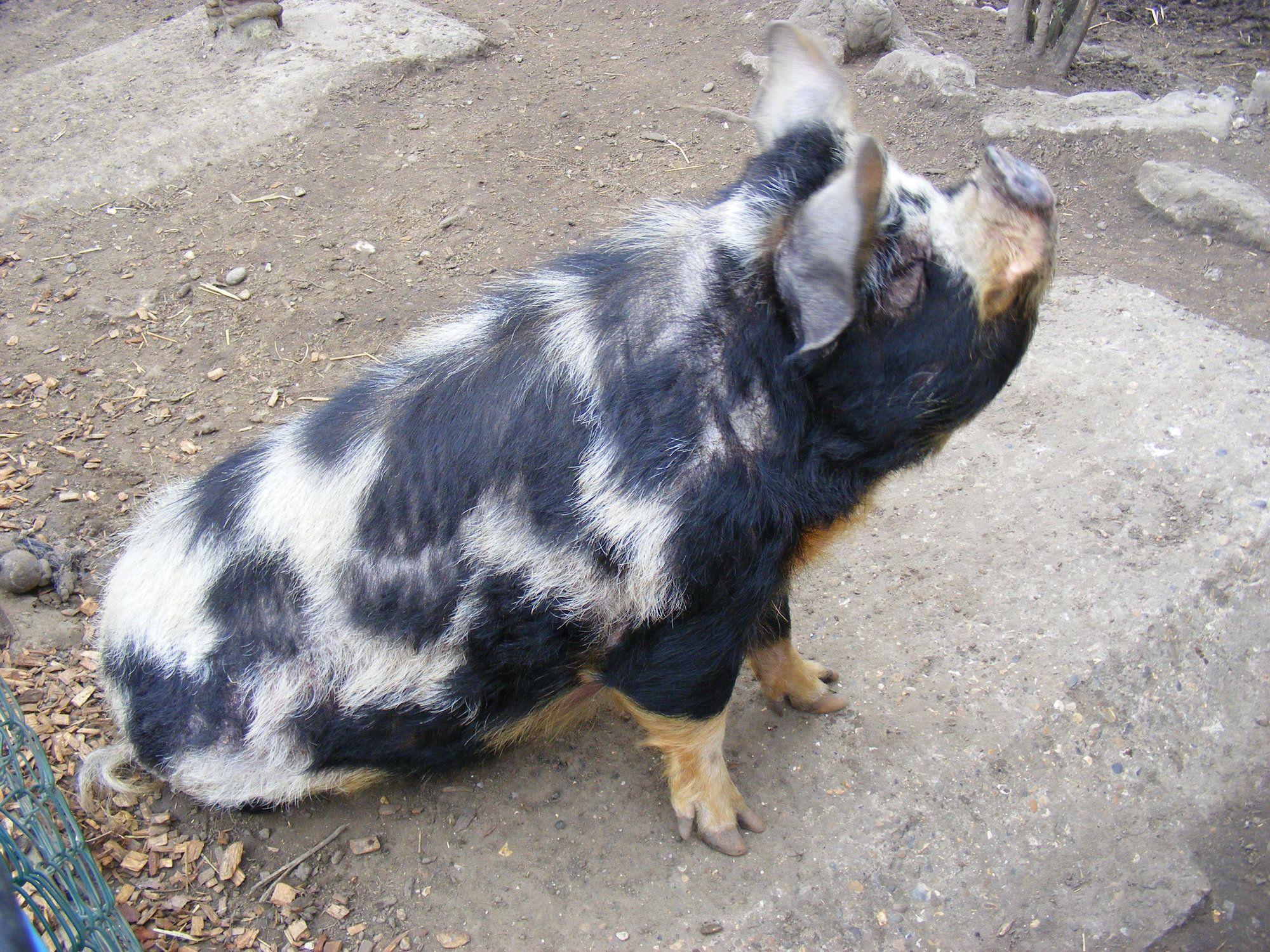 Kune_kune_pig_Chessington_Zoo.jpg