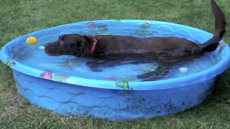 Labrador-Loving-The-Kiddie-Pool-Cute-Lab-Video.jpg