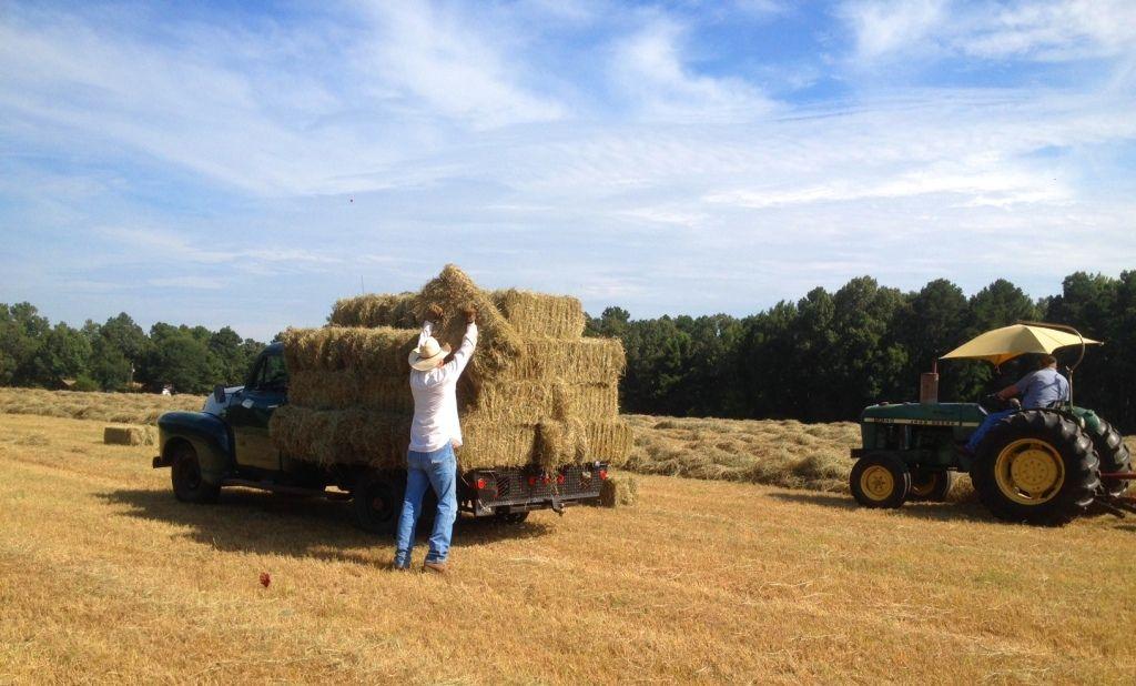 Loading hay 2.JPG