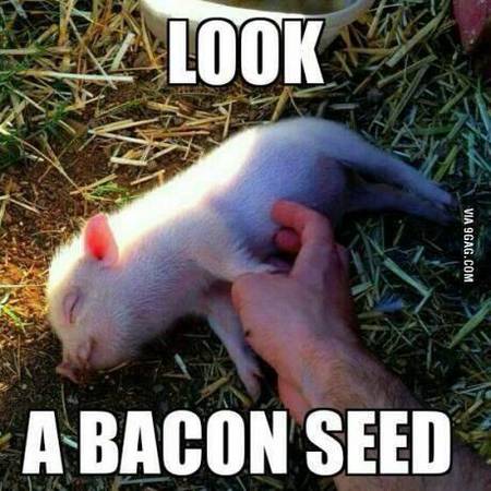 look a bacon seed.jpg