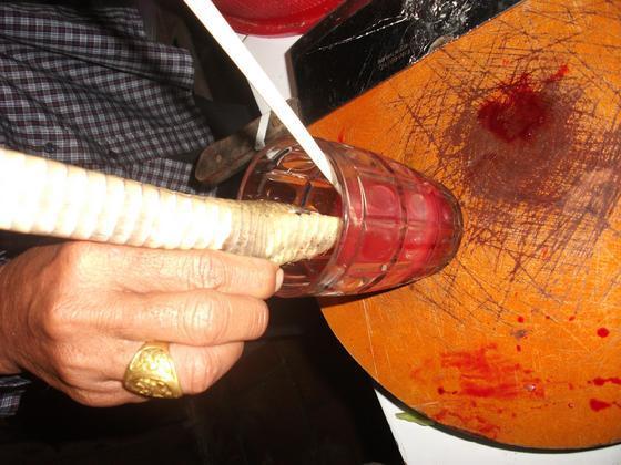 mekong_delta_king_cobra_snake_blood.jpg