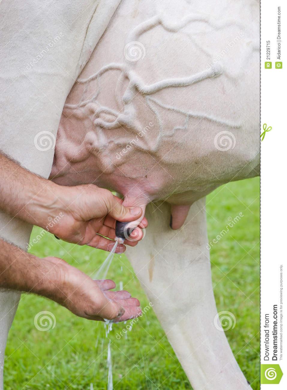 milking-cow-detail-udder-21229715.jpg