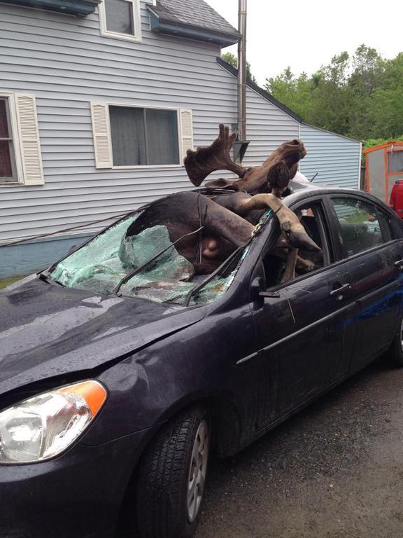 Moose 1.jpg