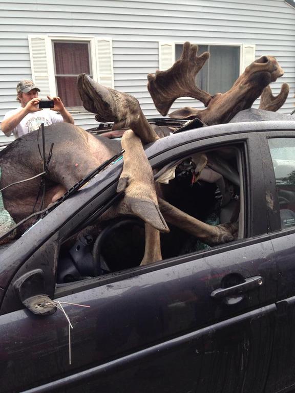 Moose 2.jpg