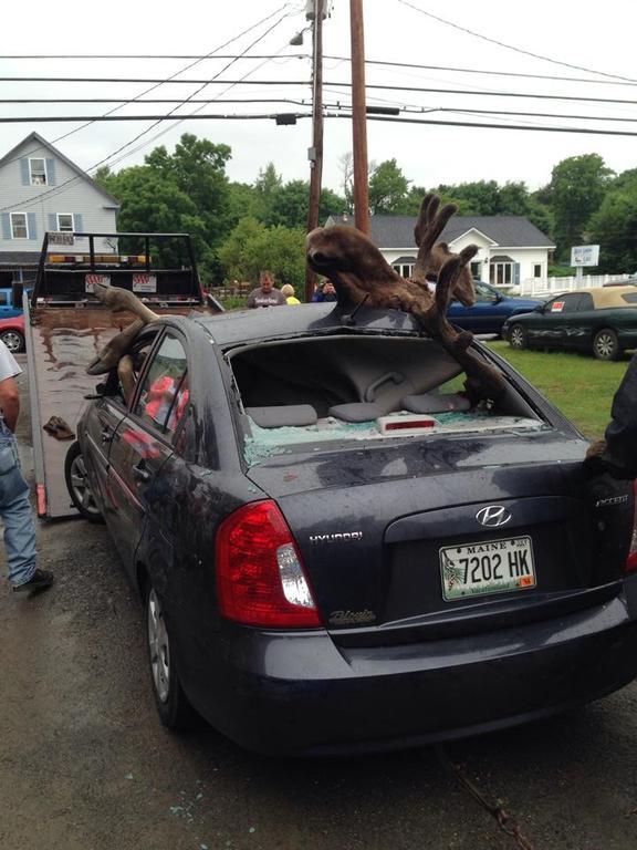 Moose 3.jpg
