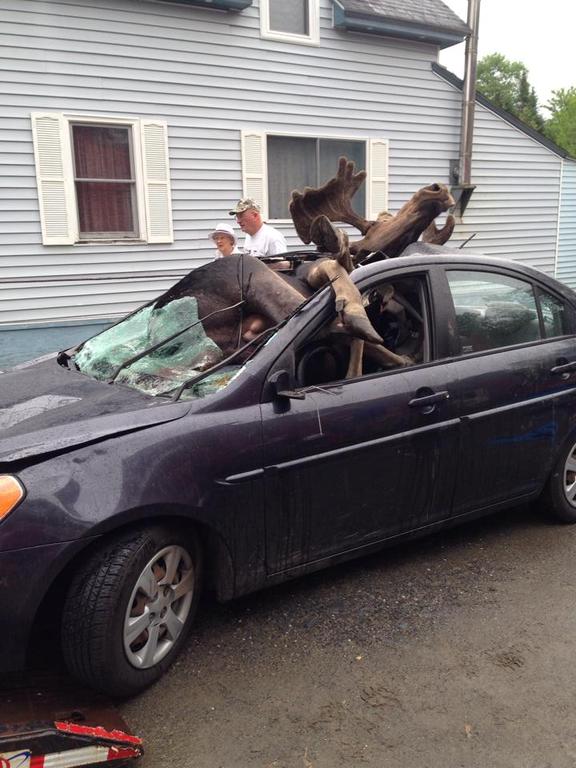 Moose 4.jpg