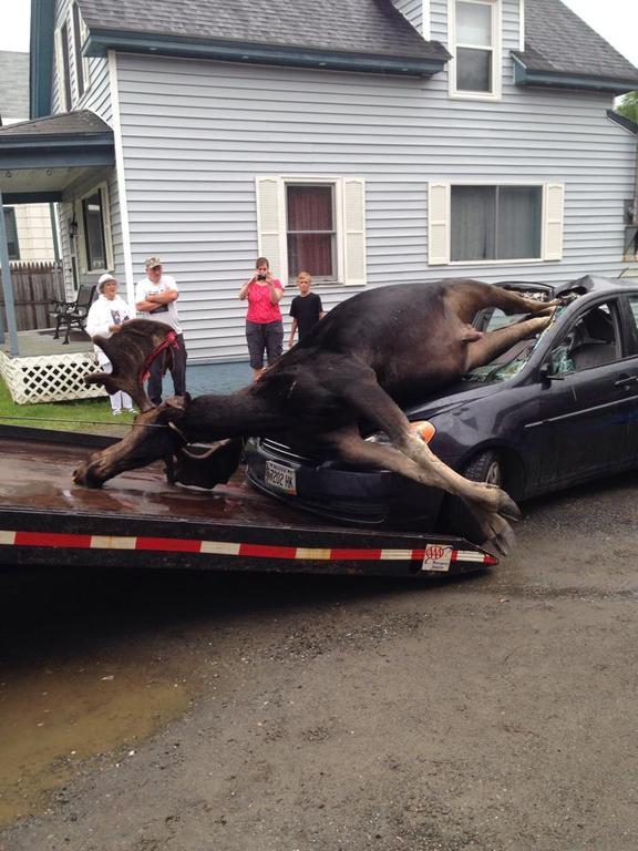 Moose 5.jpg