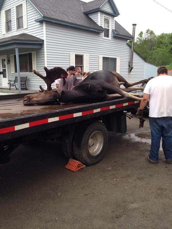 Moose 9.jpg