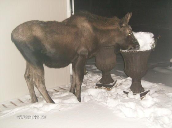 Moose on porch2.jpg