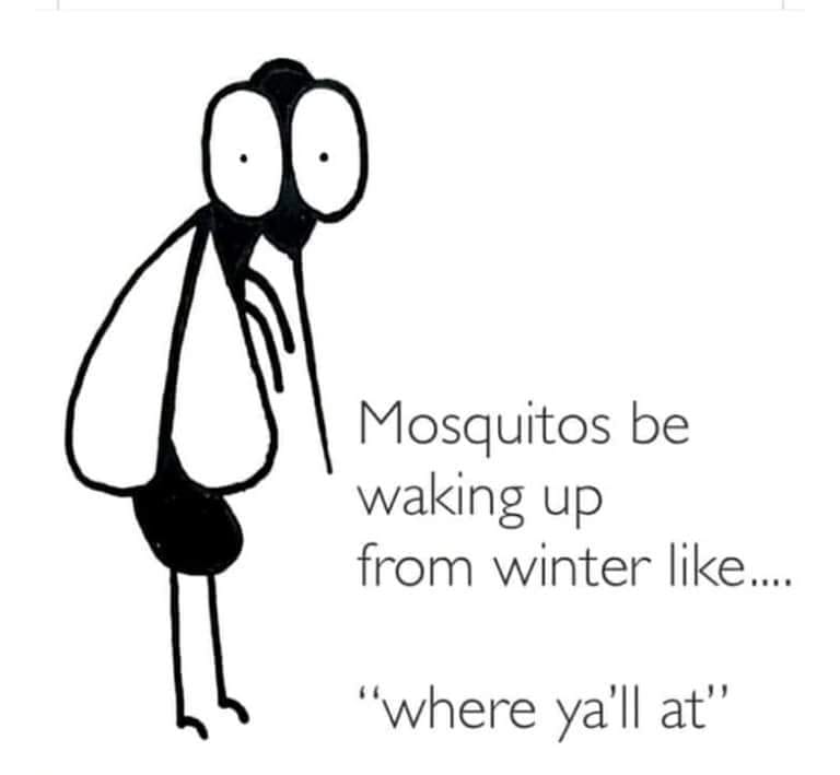 Mosquitos.jpg