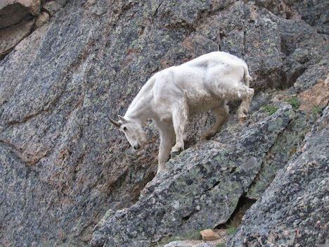 mountain-goat-gores-hiker.jpg