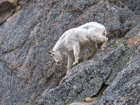 Mountain Goat.jpg