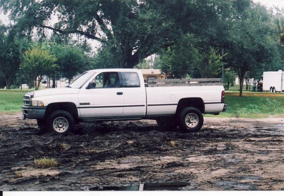Mule in mud 3.jpg