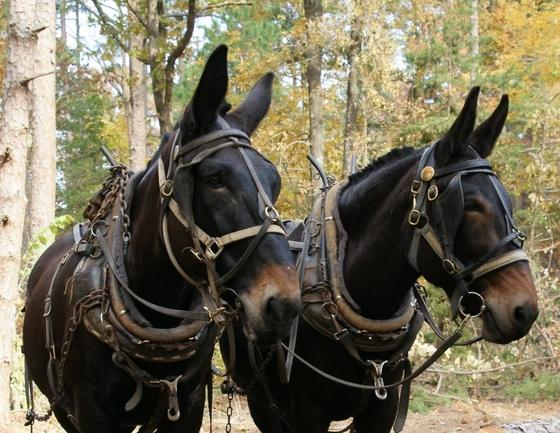 Mules close up.jpg