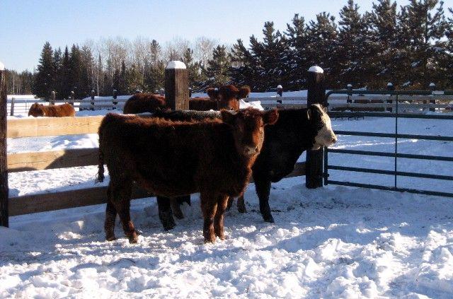 new_cows.jpg