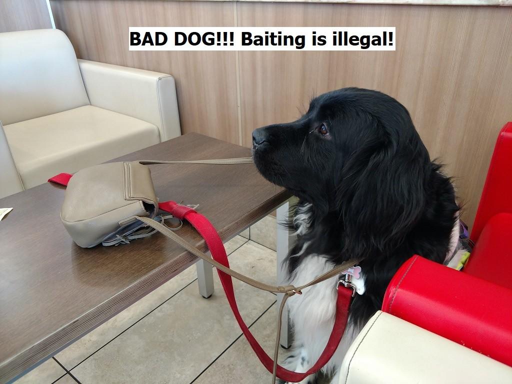 Newfi_purse_dog.jpg