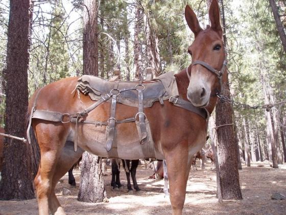 ny2004_mule1a.jpg