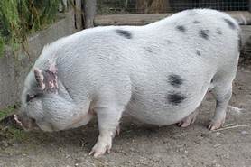 pig.jpg