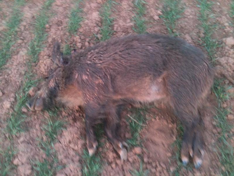 pigkill031514.jpg