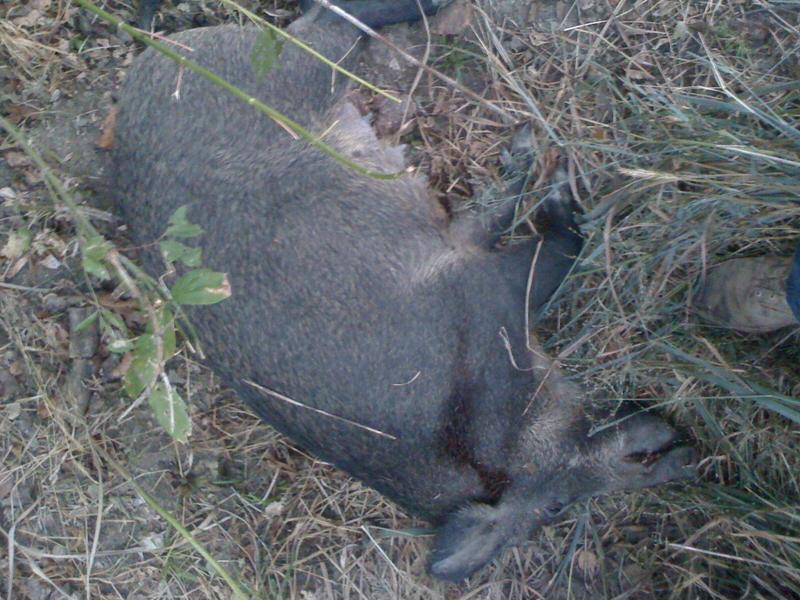 pigkilled090213.jpg