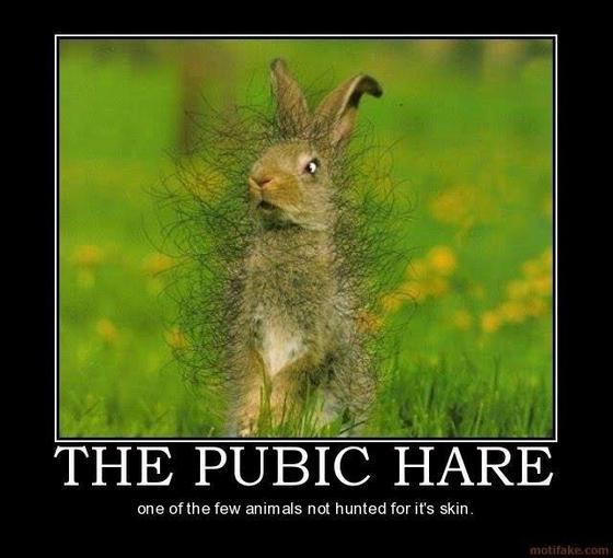 pubic.jpg