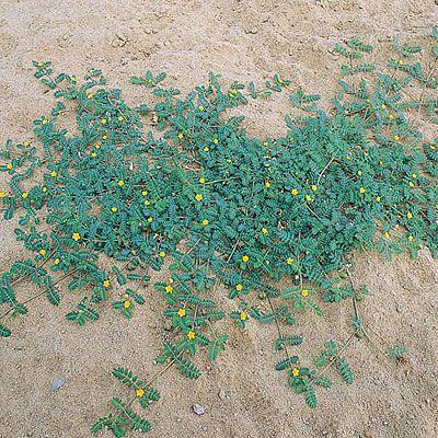 Puncture Vine.jpg
