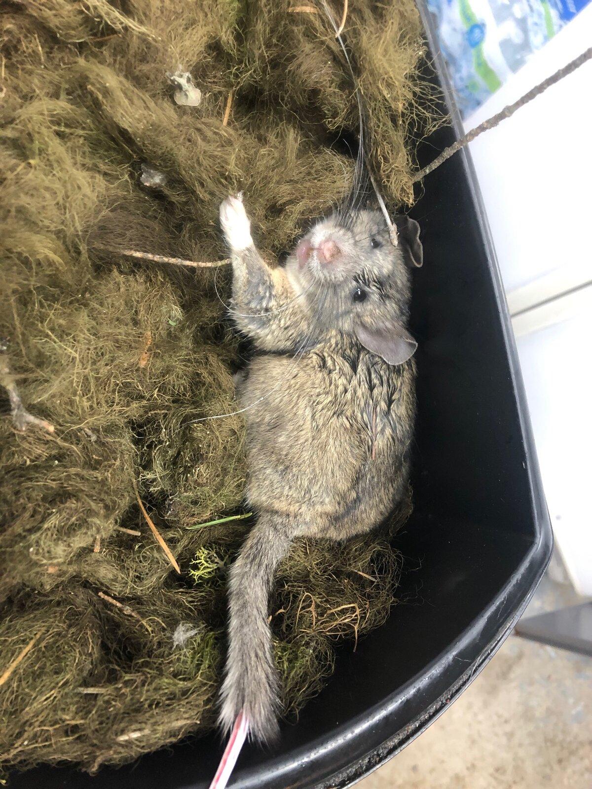 Rat2.jpeg