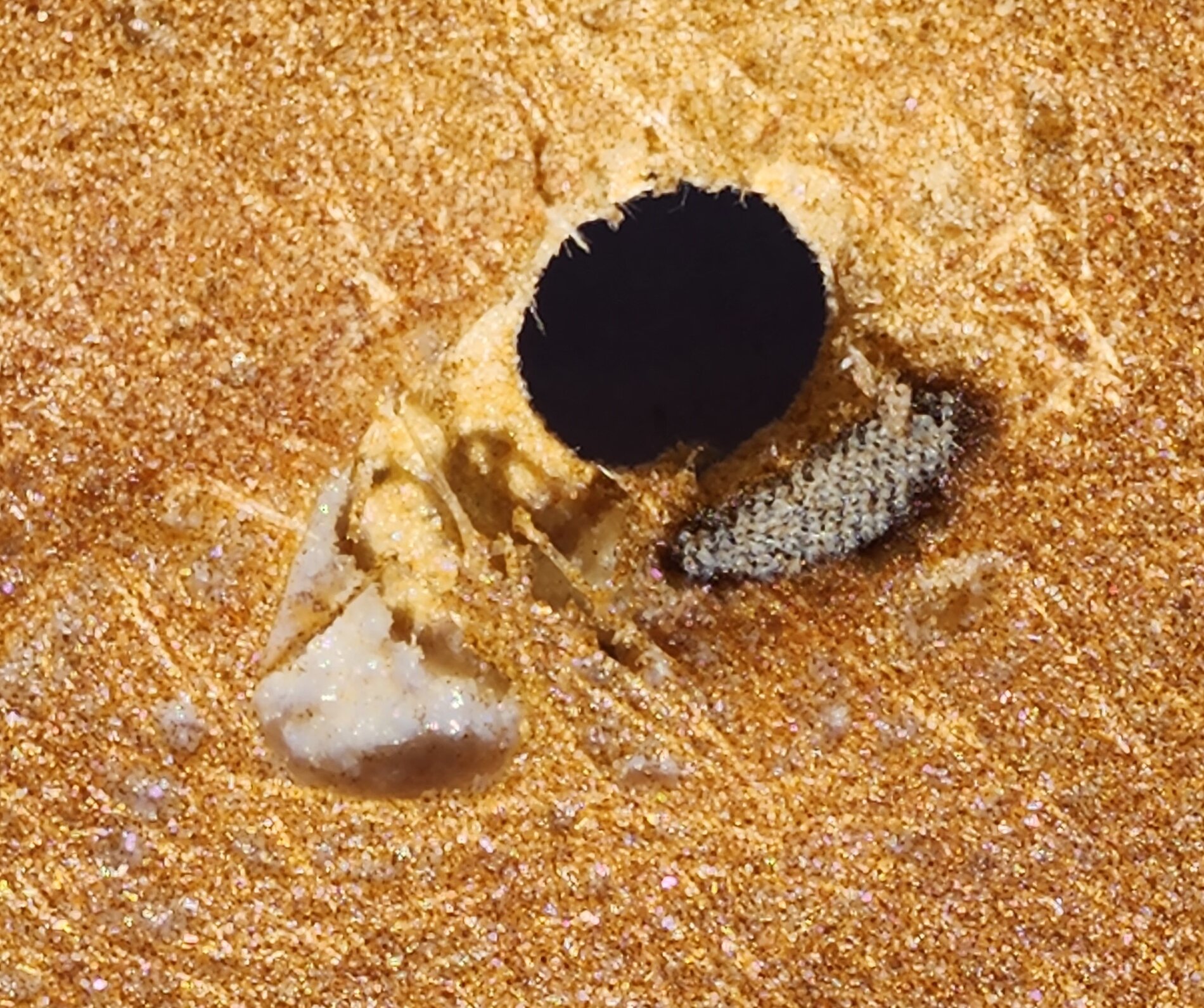 rear pock.jpg