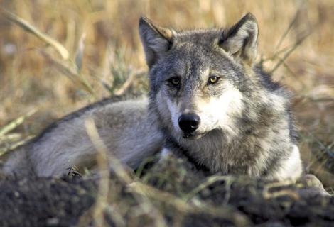 rg01_WOLVES_WYOMING_t470.jpg