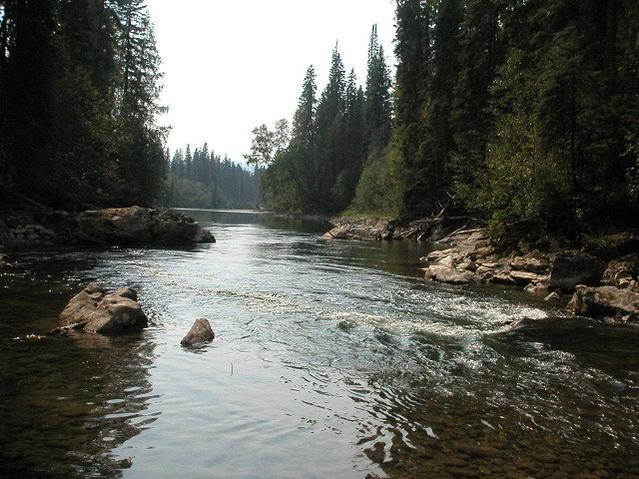 Salmon-Grizzly%20Spawning%20Grounds.jpg