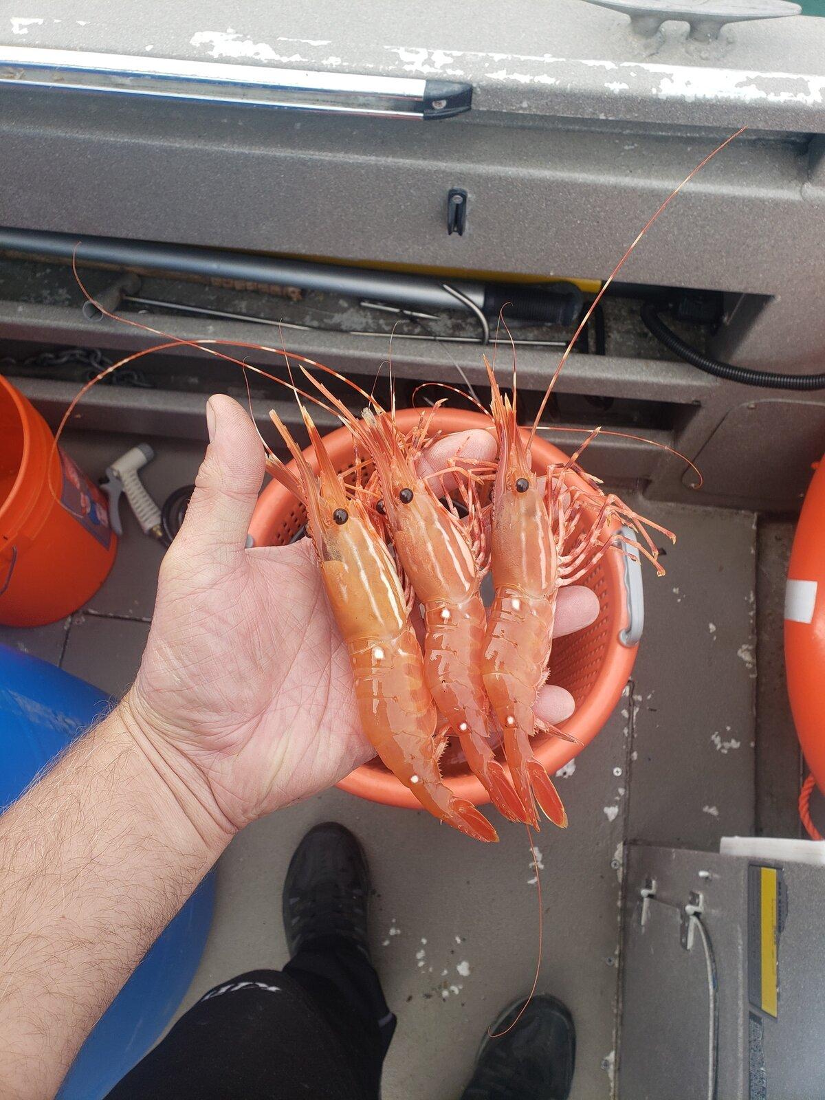 shrimp.jpg