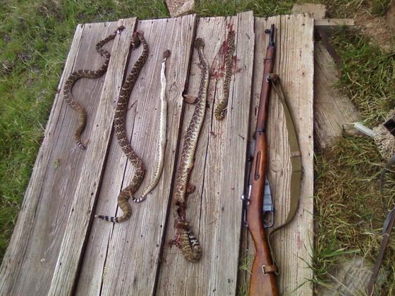 snakekill042012.jpg