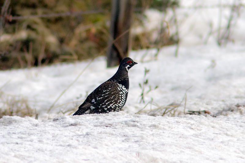 Spruce Grouse - Apr - AB.jpg