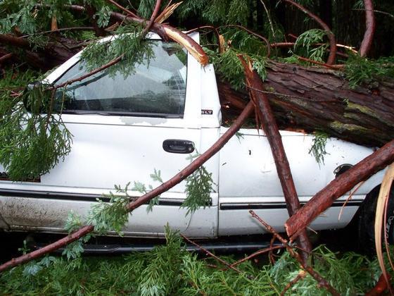 Truck & Tree.jpg
