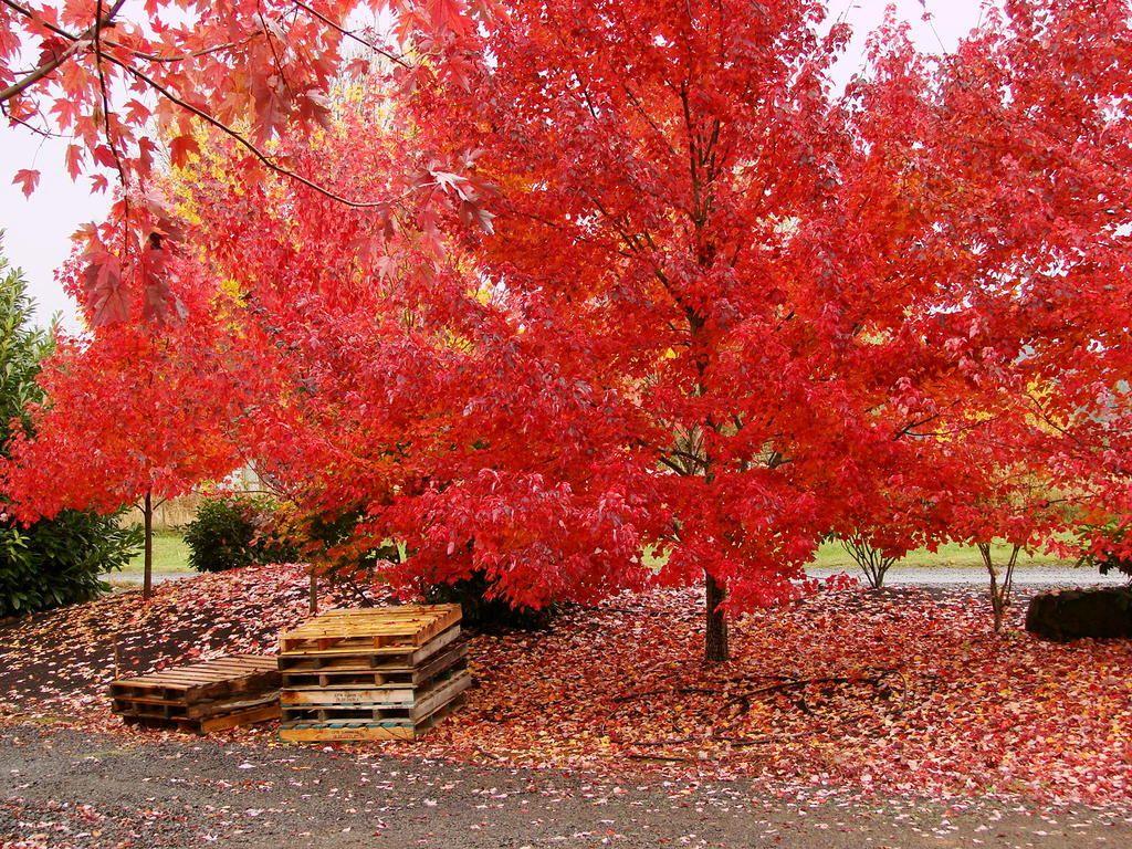 Two 7 yr old Fairbiew Flame (Acer Rubrum)with Red Sunset in Background.jpg