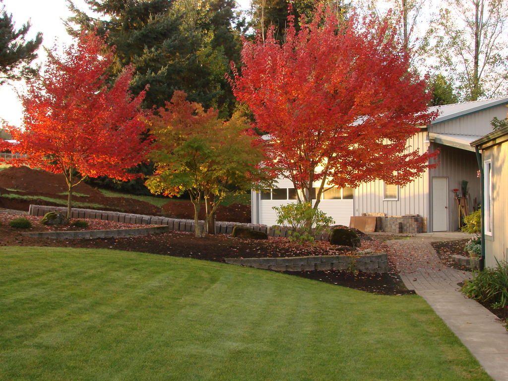 Two 9 yr old Fairbiew Flame (Acer Rubrum).jpg