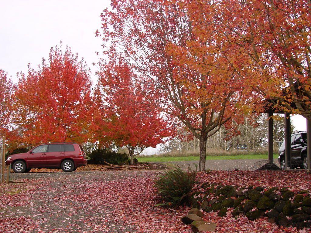 Two 9 yr old Fairview Flame in backgroun and two October Glory in forground (Acer Rubrum).jpg