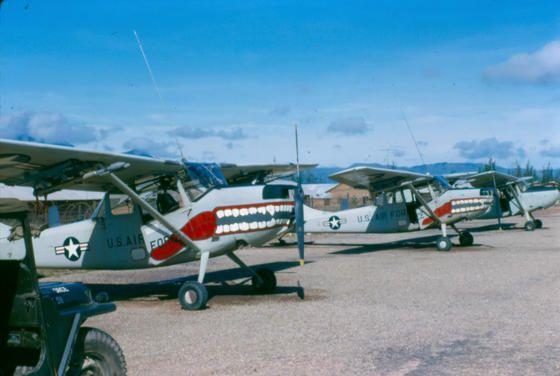 VN0100566QuangNgaiBirddogs.jpg