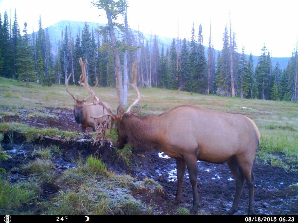 wallow elk 368.jpg