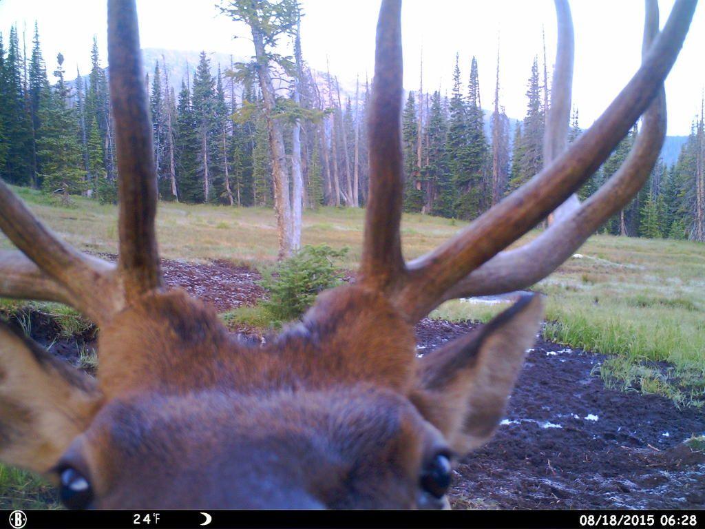 wallow elk 394.jpg