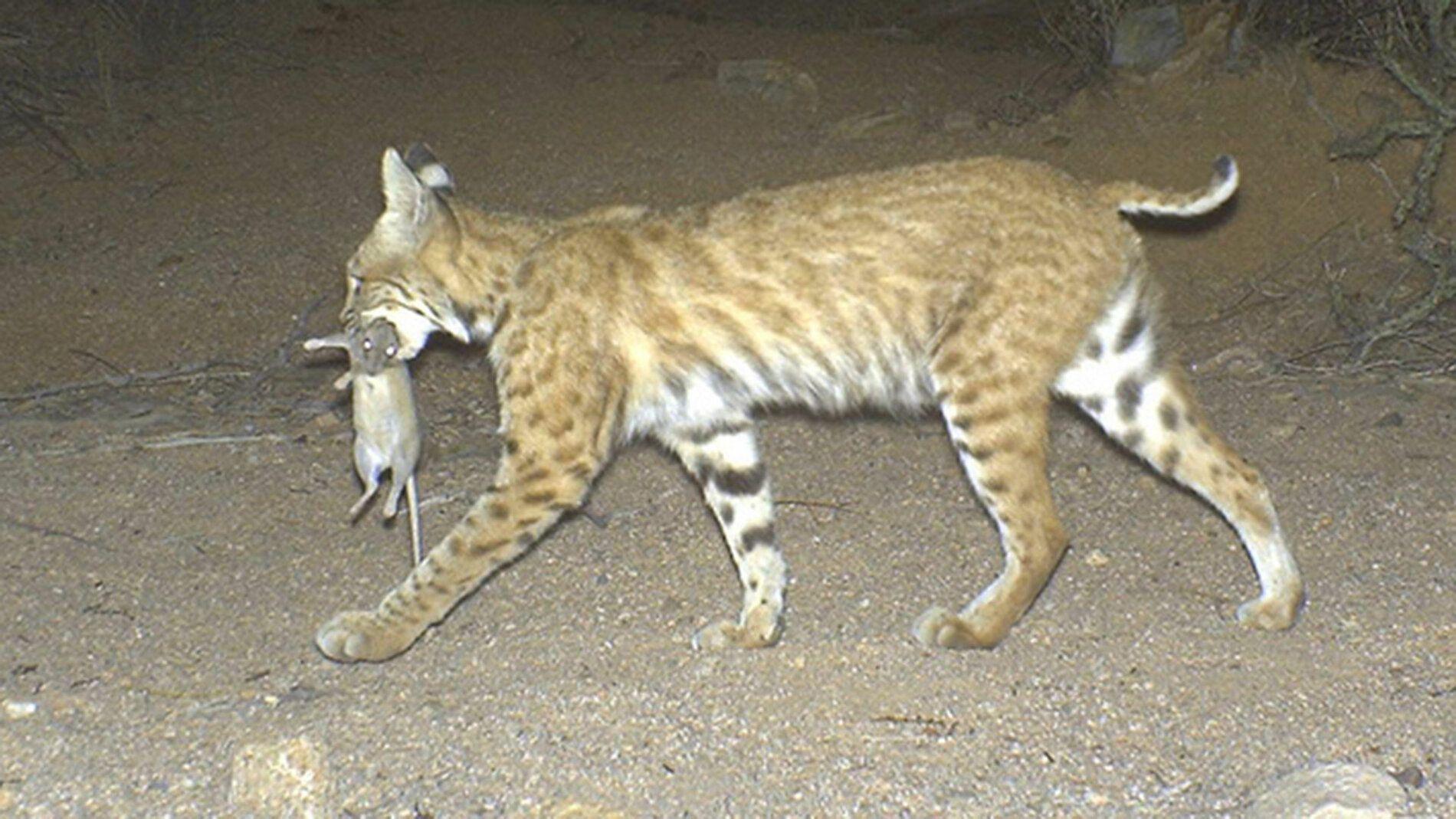 web-bobcat-packrat.jpg
