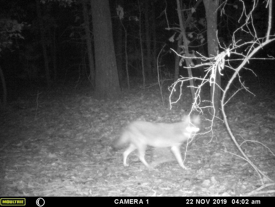 Wile.JPG
