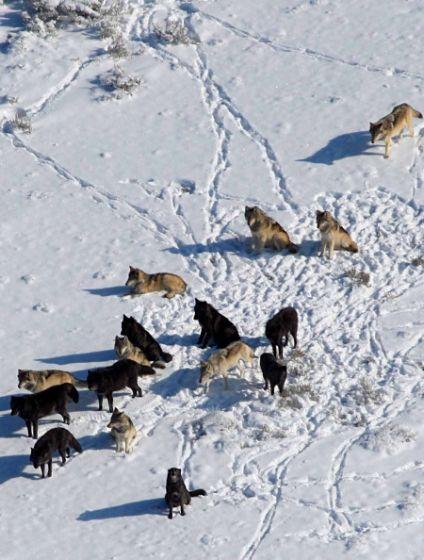 Wolf_pack_photo__Credit_Daniel_Stahler_at_the_National_Park_Service-prv.jpg