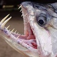 akbob