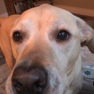 DieselDog2016