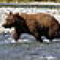 Grizzly